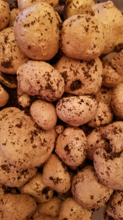 Double Choco Bombs™ are freeze-dried chocolate taffy made with Oreos for a crispy, creamy, cookies-and-cream flavor explosion.