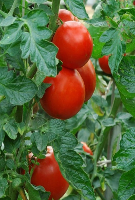 Tomato Chips, fresh tomato slices freeze dried then lightly seasoned with salt and pepper. Comes in a triple sealed, resealable window bag. The .95oz finished product is equal to one whole tomato.